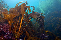 Furbelows seaweed (Saccorhiza polyschides) English Channel, off the coast of Sark, Channel Islands, July