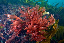 Dulse (Palmaria palmata) English Channel, off the coast of Sark, Channel Islands, July