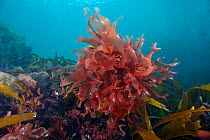Dulse (Palmaria palmata) English Channel, off the coast of Sark, Channel Islands, July