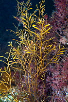 Sea Oak (Halidrys siliquosa) English Channel, off the coast of Sark, Channel islands, August