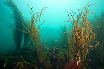 Thong Weed (Himanthalia elongata) English Channel, off the coast of Sark, Channel Islands, August
