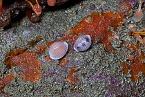 Arctic Cowrie (Trivia artica) and Spotted Cowrie (Trivia monacha) English Channel, off the coast of Sark, Channel Islands, May
