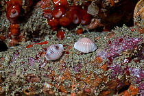 Spotted Cowrie (Trivia monacha) and Arctic Cowrie (Trivia artica) English Channel, off the coast of Sark, Channel Islands, May