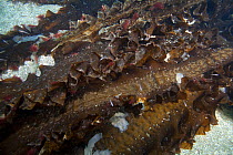 Sugar Kelp (Saccharina latissima) English Channel, off the coast of Sark, Channel Islands, August
