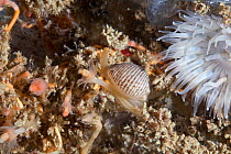 Arctic Cowrie (Trivia artica) with sea anemone, English Channel, off the coast of Sark, Channel Islands, July