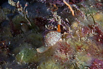Spotted Cowrie (Trivia monacha) English Channel, off the coast of Sark, Channel Islands, July