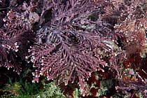Coral Weed (Corallina officinalis) English Channel, off the coast of Sark, Channel Islands, July