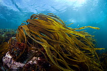 Furbelows (Saccorhiza polyschides) English Channel, off the coast of Sark, Channel Islands, August