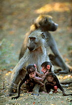 Female Chacma baboon (Papio ursinus) with her two offspring playing at her feet, Kruger National Park, Transvaal, South Africa, September.