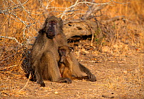 Female Chacma baboon (Papio ursinus) with young, Kruger National Park, Transvaal, South Africa, September.