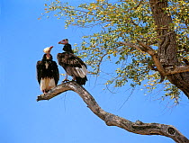 Two White headed vultures (Trigonoceps occipitalis) in tree looking at each other, Kruger National Park, Transvaal, South Africa, September.