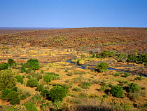 Olifants River running through veldt landscape, seen from Olifants Camp, Kruger National Park, Transvaal, South Africa, September.