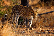 Leopard (Panthera pardus) walking in Kruger National Park, Transvaal, South Africa, September.