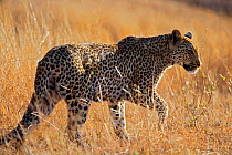 Leopard (Panthera pardus) walking in Kruger National Park, Transvaal, South Africa, September.