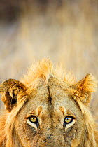 Male African lion (Panthera leo), Kruger National Park, Transvaal, South Africa, September.