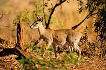 Common duiker (Sylvicapra grimmia), Kruger National Park, Transvaal, South Africa, September.