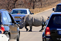 White rhinoceros (Ceratotherium simum) crossing a road between tourist cars, Kruger National Park, Transvaal, South Africa, September 2008.
