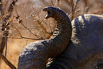 African elephant (Loxodonta africana) trunk raised, smelling the air, Kruger National Park, Transvaal, South Africa, September.
