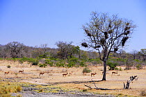 Group of Impala (Aepyceros melampus) walking through savannah landscape near Skukuza, Kruger National Park, Transvaal, South Africa, September.