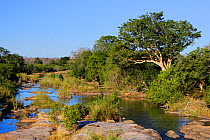 Sabie River, near Skukuza, Kruger National Park, Transvaal, South Africa, September.