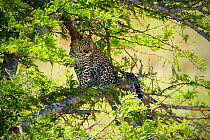 Young Leopard (Panthera pardus) sitting in tree near Skukuza, Kruger National Park, Transvaal, South Africa, September.