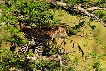 Young Leopard (Panthera pardus) in tree near Skukuza, Kruger National Park, Transvaal, South Africa, September.