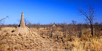 Termite mounds near Mopani, Kruger National Park, Transvaal, South Africa, September.
