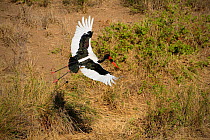 Saddlebilled stork (Ephippiorhynchus senegalensis) in flight, Kruger National Park, Transvaal, South Africa, September.