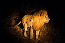 Male African lion (Panthera leo) marking his territory at night, Kruger National Park, Transvaal, South Africa, September.