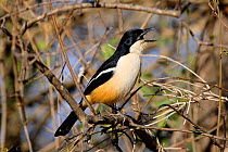 Southern boubou (Laniarius ferrugineus) singing, Kruger National Park, Transvaal, South Africa, September.