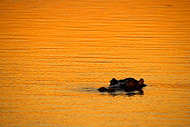 Hippopotamus (Hippopotamus amphibius) in Sabie River at dusk, Kruger National Park, Transvaal, South Africa, September.