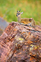 Klipspringer (Oreotragus oreotragus) resting, Kruger National Park, Transvaal, South Africa