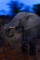 African Elephant (Loxodonta africana) browsing, Kruger National Park, Transvaal, South Africa, September.