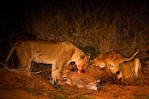 Two Lionesses (Panthera leo) with cubs at night feeding on a recently killed Greater Kudu (Tragelaphus strepsiceros), Kruger National Park, Transvaal, South Africa, September.