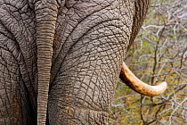 African elephant (Loxodonta africana) rear view Kruger National Park, Transvaal, South Africa, September.