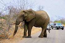 African Elephant (Loxodonta africana) standing in road with tourist cars, Kruger National Park, Transvaal, South Africa, September.