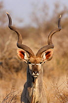 Greater kudu (Tragelaphus strepsiceros) male, Kruger National Park, Transvaal, South Africa, September.