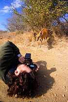 Man lieing on ground  photographing a curious Bushbuck (Tragelaphus scriptus), Timbavati, Kruger National Park, Transvaal, South Africa, September 2008.