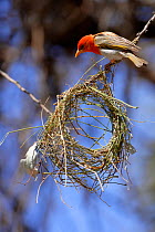 Male Red headed weaver (Anaplectes rubriceps)  with partially constructed nest, Kruger National Park, Transvaal, South Africa, September.