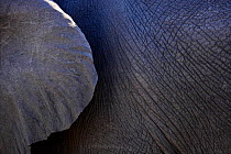 Close up of skin on the ear and back of an African elephant (Loxodonta africana), Mopani, Kruger National Park, Transvaal, South Africa, September.