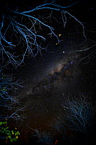 View of the night sky looking up through trees, with stars and the Milky Way, Mopani, Kruger National Park, Transvaal, South Africa, September.