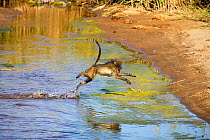 Chacma baboon (Papio ursinus) crossing the Olifants River, Kruger National Park, Transvaal, South Africa, September.
