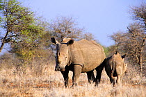 Female White rhinoceros (Cerathoterium simum) with calf, Kruger National Park, Transvaal, South Africa, September.