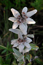 Edelweiss variant (Leontopodium palibinianum). The Far East, Russia, Primorskiy krai, Lazovskiy raion, Coast of sea of Japan, October.
