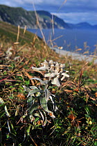 Edelweiss variant (Leontopodium palibinianum).  Far East Russia, Primorskiy krai, Lazovskiy raion, Coast of sea of Japan, October.