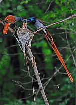 Asiatic paradise flycatcher (Terpsiphone paradisi) male and female feeding baby birds in nest, Primorsky Krai,  Far East Russia, June, IUCN threatened species