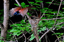 Asiatic paradise flycatcher (Terpsiphone paradisi) male flying away after feeding baby birds in nest, Primorsky Krai,  Far East Russia, June, IUCN threatened species