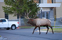 Rutting bull Elk (Cervus elaphus canadensis) in town of Mammoth Hot Springs, Yellowstone National Park, USA