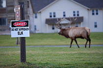 Rutting bull Elk (Cervus elaphus canadensis) near Do Not Approach Elk sign in town of Mammoth Hot Springs, Yellowstone National Park, USA