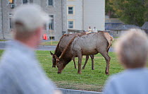 Tourists watching Elk (Cervus elaphus canadensis), Mammoth Hot Springs, Yellowstone National Park, USA